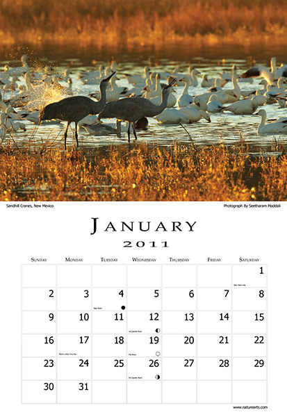 birds-calendar-january
