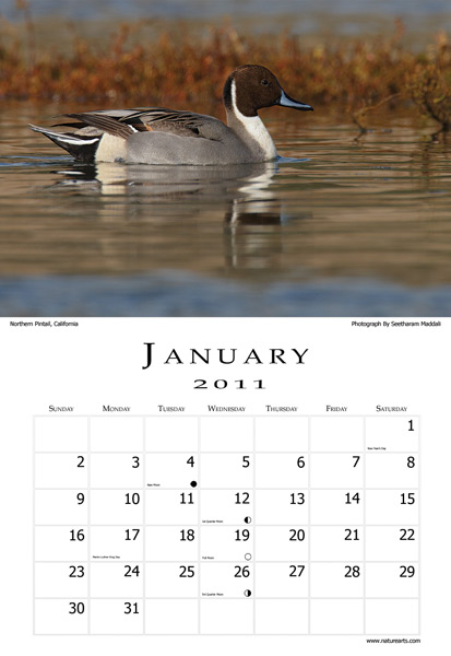 waterfowl-calendar-2011-january